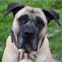 KARLOS, chien à adopter