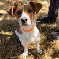Vasco, chien à adopter