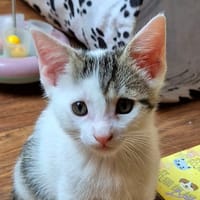 FIRE 2 CHA, chat à adopter