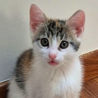 LAU CHA, chatte à adopter