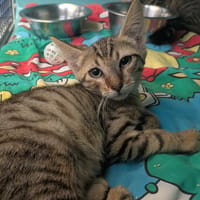 EDDIE, chat à adopter