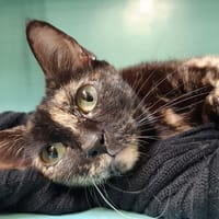 Noisette, chatte à adopter