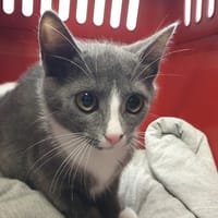JUNE CHA, chatte à adopter