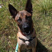 Shanks, chien à adopter