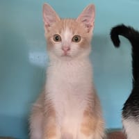 NAMAN, chat à adopter