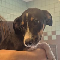ATCHOUM, chien à adopter