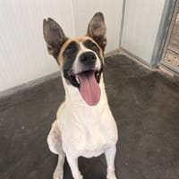 COQUILLE, chien à adopter