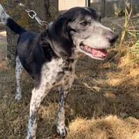 Filou, chien à adopter