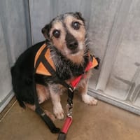 Michel, chien à adopter