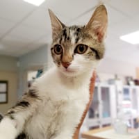 HARRY, chat à adopter