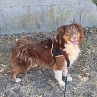 TEEPEE OAA20103, chienne à adopter