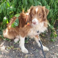 UBER OAA20102, chien à adopter