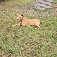 Bella II, chienne à adopter