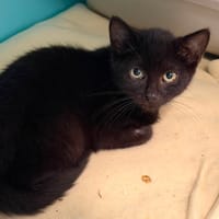 RUBEN, chat à adopter