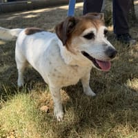 Jeep, chienne à adopter