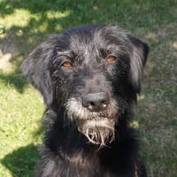 FIDO, chien à adopter