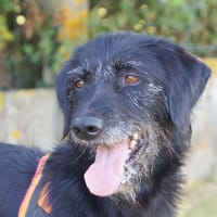 FIDO, chien à adopter