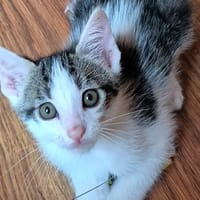 KATER CHA, chat à adopter