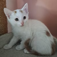 CETIRI CHA, chat à adopter