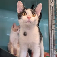 DARKO, chat à adopter