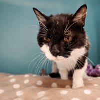 MIREILLE, chatte à adopter