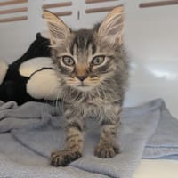 PIKA, chatte à adopter