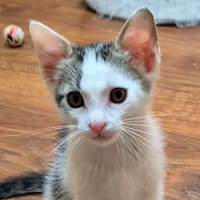 FOUR CHA, chat à adopter