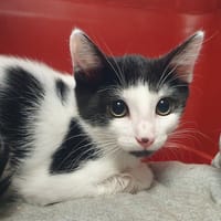 ROLL CHA, chat à adopter