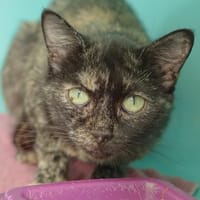 SUNRISE C, chatte à adopter