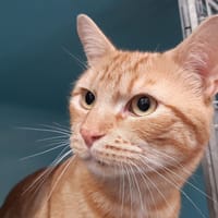 Tofu, chat à adopter