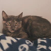 PASSOA, chatte à adopter