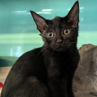MINATA, chatte à adopter