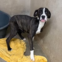 JIMMY, chien à adopter