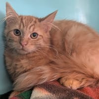 BINGO, chat à adopter