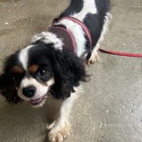 Themis (en cours d'adoption), chienne à adopter