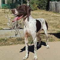 TACO PAA24327, chien à adopter