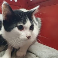 ROYCE CHA, chat à adopter