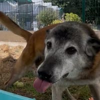 JIGGER, chien à adopter