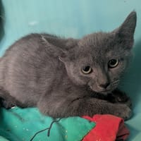 MIKE, chat à adopter