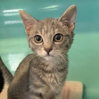LEXA, chatte à adopter