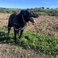 Beto, chien à adopter