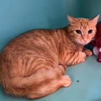 Huuugues, chat à adopter