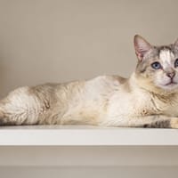 Danao, chat à adopter