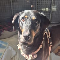 INA, chienne à adopter