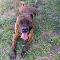 TAYSON, chien à adopter