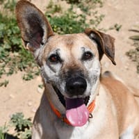 OSIS, chienne à adopter
