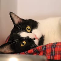 Rapido (réservé), chat à adopter