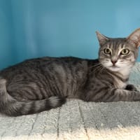 MIMINE, chatte à adopter