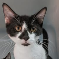 Papapouf [Chaton], chat à adopter