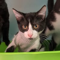 Trouspinette [Chaton], chatte à adopter